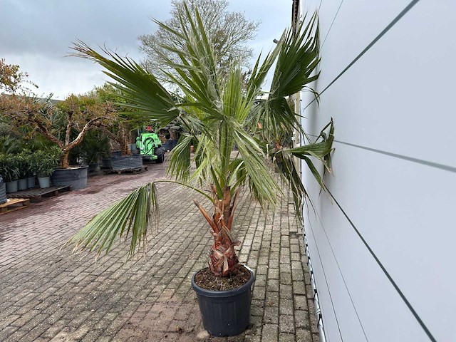 Mexicaanse waaierpalm - washingtonia robusta - hoogte ca. 200 cm - afbeelding 4 van  7
