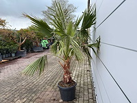 Mexicaanse waaierpalm - washingtonia robusta - hoogte ca. 200 cm - afbeelding 4 van  7
