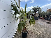 Mexicaanse waaierpalm - washingtonia robusta - hoogte ca. 200 cm - afbeelding 7 van  7