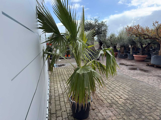 Mexicaanse waaierpalm - washingtonia robusta - hoogte ca. 200 cm - afbeelding 5 van  7