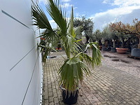 Mexicaanse waaierpalm - washingtonia robusta - hoogte ca. 200 cm - afbeelding 5 van  7