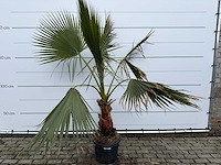 Mexicaanse waaierpalm - washingtonia robusta - hoogte ca. 200 cm - afbeelding 1 van  6