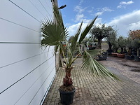 Mexicaanse waaierpalm - washingtonia robusta - hoogte ca. 200 cm - afbeelding 5 van  6
