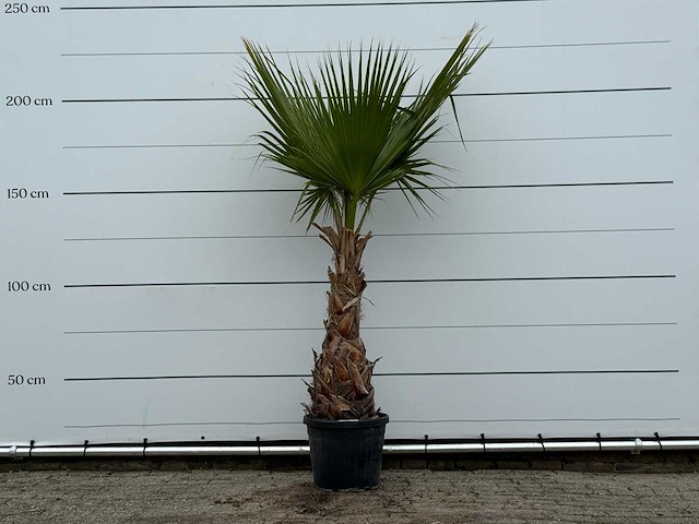 Mexicaanse waaierpalm - washingtonia robusta - hoogte ca. 200 cm - afbeelding 1 van  3