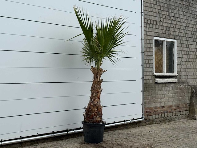Mexicaanse waaierpalm - washingtonia robusta - hoogte ca. 200 cm - afbeelding 2 van  3