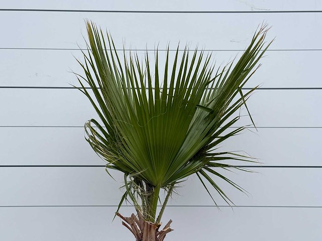 Mexicaanse waaierpalm - washingtonia robusta - hoogte ca. 200 cm - afbeelding 3 van  3