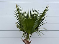 Mexicaanse waaierpalm - washingtonia robusta - hoogte ca. 200 cm - afbeelding 3 van  3