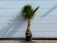 Mexicaanse waaierpalm - washingtonia robusta - hoogte ca. 200 cm - afbeelding 1 van  5
