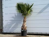 Mexicaanse waaierpalm - washingtonia robusta - hoogte ca. 200 cm - afbeelding 2 van  5