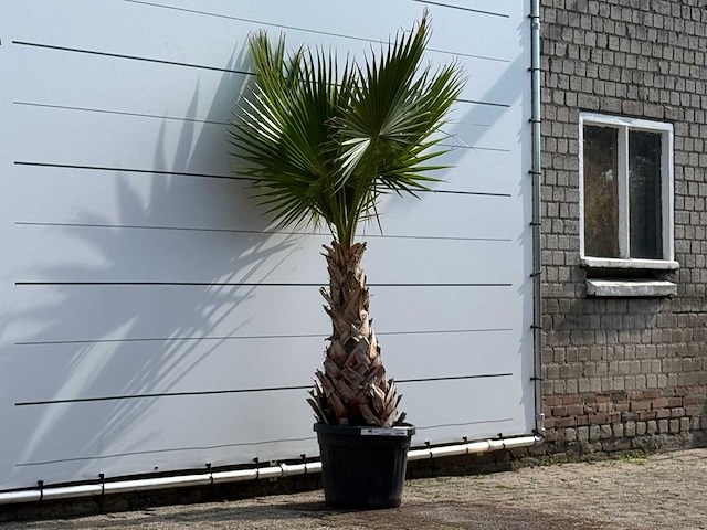 Mexicaanse waaierpalm - washingtonia robusta - hoogte ca. 200 cm - afbeelding 3 van  5