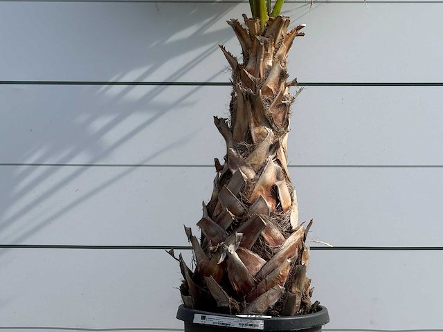 Mexicaanse waaierpalm - washingtonia robusta - hoogte ca. 200 cm - afbeelding 4 van  5