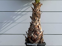 Mexicaanse waaierpalm - washingtonia robusta - hoogte ca. 200 cm - afbeelding 4 van  5
