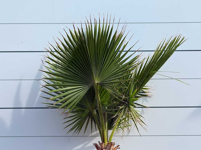 Mexicaanse waaierpalm - washingtonia robusta - hoogte ca. 200 cm - afbeelding 5 van  5