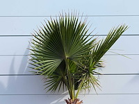 Mexicaanse waaierpalm - washingtonia robusta - hoogte ca. 200 cm - afbeelding 5 van  5