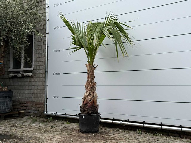 Mexicaanse waaierpalm - washingtonia robusta - hoogte ca. 200 cm - afbeelding 1 van  2