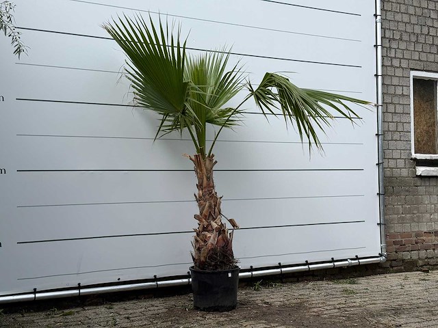 Mexicaanse waaierpalm - washingtonia robusta - hoogte ca. 200 cm - afbeelding 2 van  2
