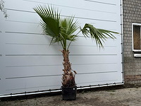 Mexicaanse waaierpalm - washingtonia robusta - hoogte ca. 200 cm - afbeelding 2 van  2