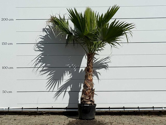 Mexicaanse waaierpalm - washingtonia robusta - hoogte ca. 200 cm - afbeelding 1 van  2