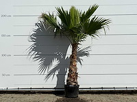 Mexicaanse waaierpalm - washingtonia robusta - hoogte ca. 200 cm - afbeelding 1 van  2