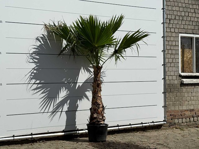 Mexicaanse waaierpalm - washingtonia robusta - hoogte ca. 200 cm - afbeelding 2 van  2