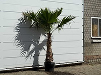 Mexicaanse waaierpalm - washingtonia robusta - hoogte ca. 200 cm - afbeelding 2 van  2