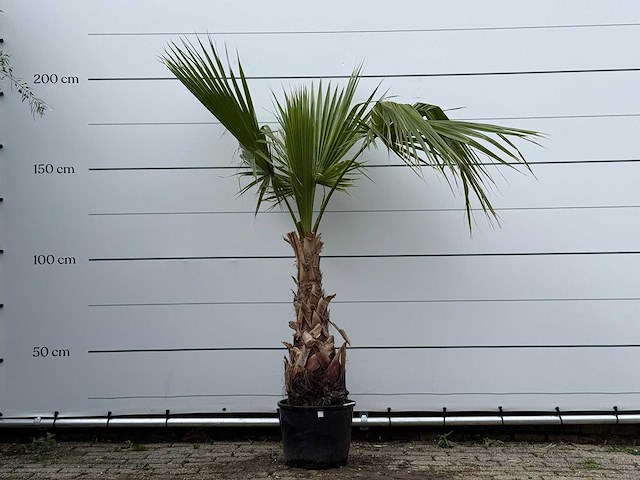 Mexicaanse waaierpalm - washingtonia robusta - hoogte ca. 200 cm - afbeelding 1 van  3