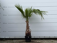 Mexicaanse waaierpalm - washingtonia robusta - hoogte ca. 200 cm - afbeelding 1 van  3