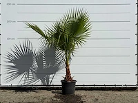 Mexicaanse waaierpalm - washingtonia robusta - hoogte ca. 200 cm