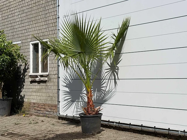 Mexicaanse waaierpalm - washingtonia robusta - hoogte ca. 200 cm - afbeelding 2 van  3