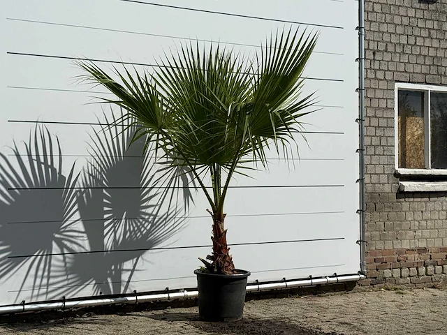 Mexicaanse waaierpalm - washingtonia robusta - hoogte ca. 200 cm - afbeelding 3 van  3