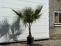Mexicaanse waaierpalm - washingtonia robusta - hoogte ca. 200 cm - afbeelding 3 van  3