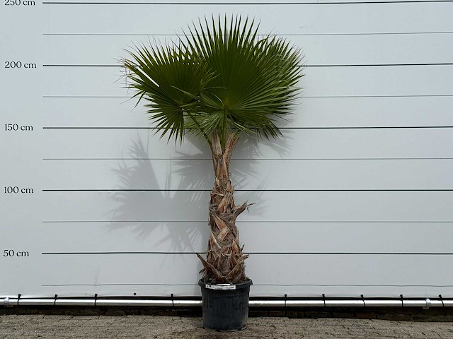 Mexicaanse waaierpalm - washingtonia robusta - hoogte ca. 210 cm - afbeelding 1 van  2