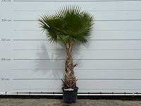 Mexicaanse waaierpalm - washingtonia robusta - hoogte ca. 210 cm - afbeelding 1 van  2