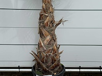 Mexicaanse waaierpalm - washingtonia robusta - hoogte ca. 210 cm - afbeelding 2 van  2
