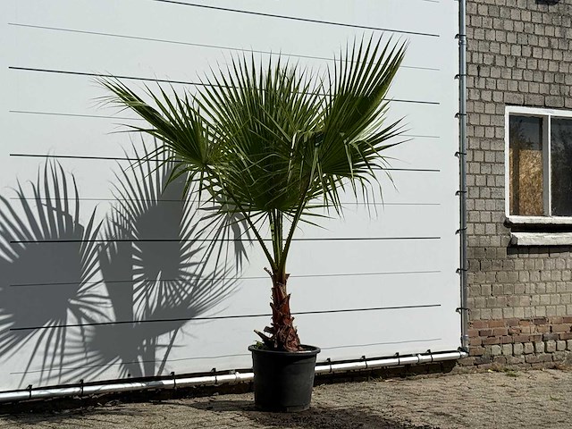Mexicaanse waaierpalm - washingtonia robusta - hoogte ca. 210 cm - afbeelding 1 van  1