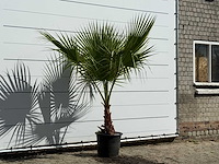 Mexicaanse waaierpalm - washingtonia robusta - hoogte ca. 210 cm - afbeelding 1 van  1