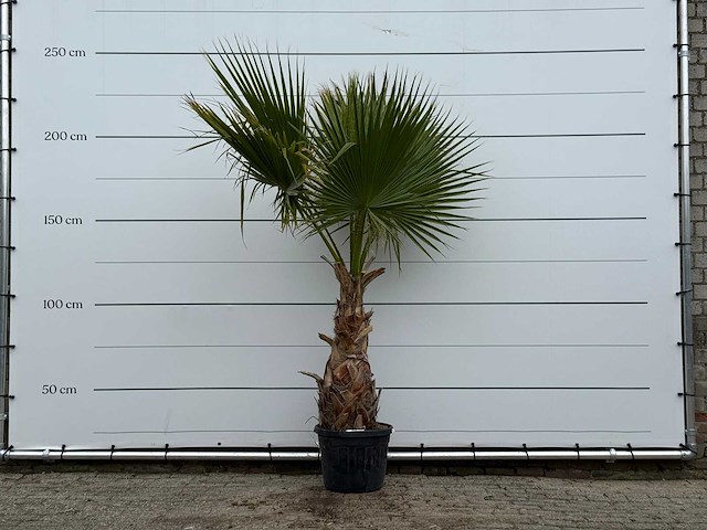 Mexicaanse waaierpalm - washingtonia robusta - hoogte ca. 220 cm - afbeelding 1 van  4