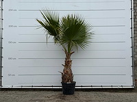 Mexicaanse waaierpalm - washingtonia robusta - hoogte ca. 220 cm - afbeelding 1 van  4