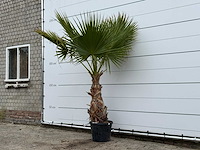 Mexicaanse waaierpalm - washingtonia robusta - hoogte ca. 220 cm - afbeelding 2 van  4