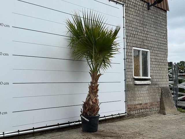 Mexicaanse waaierpalm - washingtonia robusta - hoogte ca. 220 cm - afbeelding 3 van  4