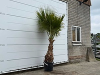 Mexicaanse waaierpalm - washingtonia robusta - hoogte ca. 220 cm - afbeelding 3 van  4