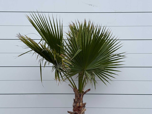 Mexicaanse waaierpalm - washingtonia robusta - hoogte ca. 220 cm - afbeelding 4 van  4