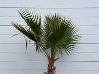 Mexicaanse waaierpalm - washingtonia robusta - hoogte ca. 220 cm - afbeelding 4 van  4