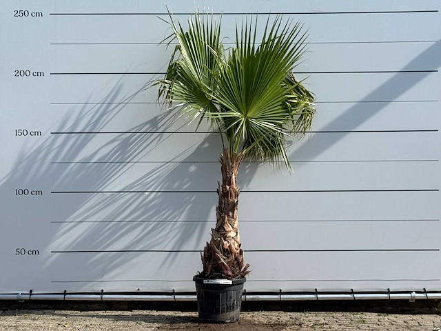 Mexicaanse waaierpalm - washingtonia robusta - hoogte ca. 220 cm - afbeelding 1 van  5