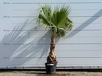 Mexicaanse waaierpalm - washingtonia robusta - hoogte ca. 220 cm