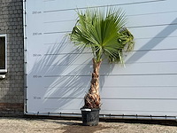 Mexicaanse waaierpalm - washingtonia robusta - hoogte ca. 220 cm - afbeelding 2 van  5