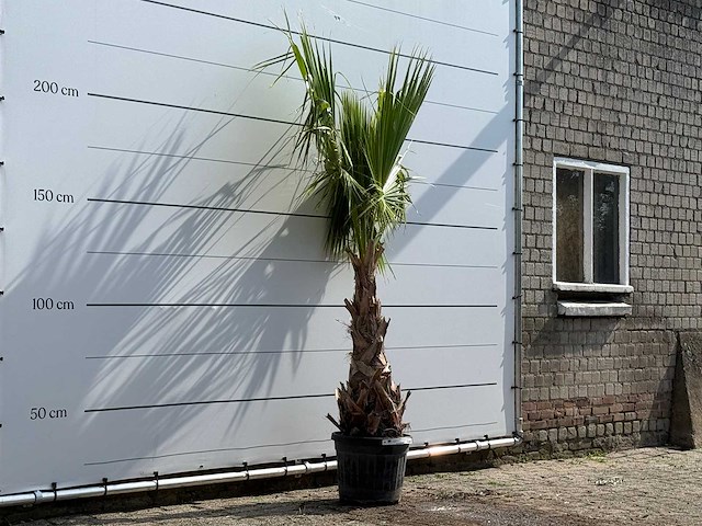 Mexicaanse waaierpalm - washingtonia robusta - hoogte ca. 220 cm - afbeelding 3 van  5