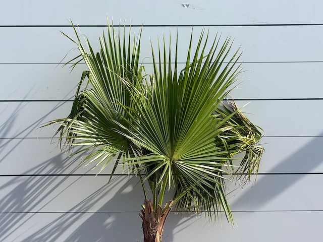 Mexicaanse waaierpalm - washingtonia robusta - hoogte ca. 220 cm - afbeelding 4 van  5