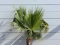 Mexicaanse waaierpalm - washingtonia robusta - hoogte ca. 220 cm - afbeelding 4 van  5