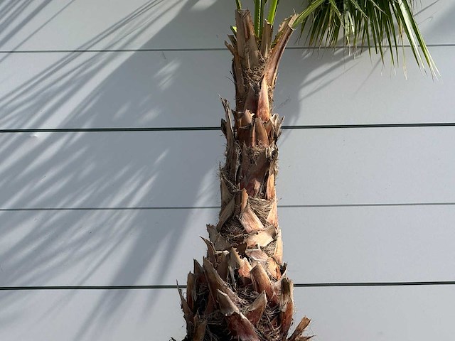 Mexicaanse waaierpalm - washingtonia robusta - hoogte ca. 220 cm - afbeelding 5 van  5